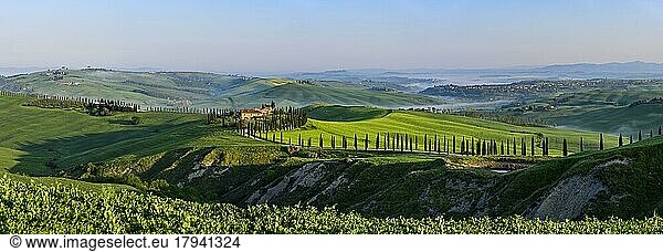 Country estate Agriturismo Baccoleno with cypress (Cupressus) avenue at sunset  Asciano  Crete Senesi  Siena  Tuscany  Italy  Europe