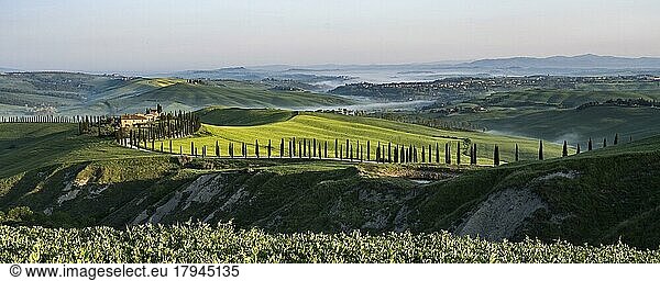 Country estate Agriturismo Baccoleno with cypress (Cupressus) avenue at sunset  Asciano  Crete Senesi  Siena  Tuscany  Italy  Europe