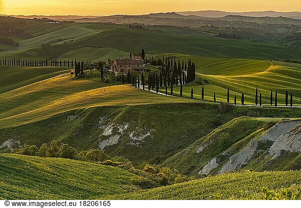 Country estate Agriturismo Baccoleno with cypress (Cupressus) avenue in the evening light  Asciano  Crete Senesi  Siena  Tuscany  Italy  Europe