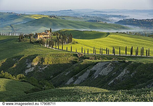 Country estate Agriturismo Baccoleno with cypress (Cupressus) avenue in the morning light  Asciano  Crete Senesi  Siena  Tuscany  Italy  Europe