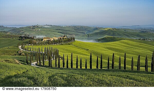 Country estate Agriturismo Baccoleno with cypress (Cupressus) avenue in the morning light  Asciano  Crete Senesi  Siena  Tuscany  Italy  Europe
