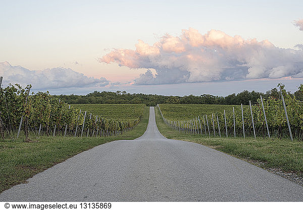 Country road amidst vineyard against cloudy sky