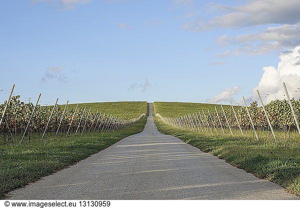 Country road amidst vineyard against sky
