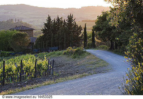 Country Road at Sunset