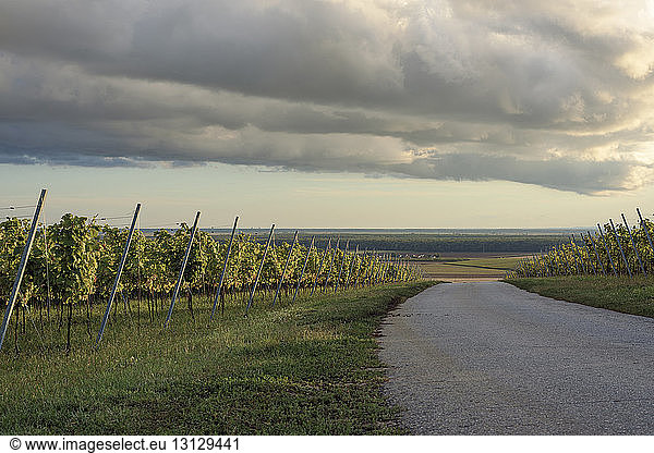 Country road by vineyard against cloudy sky