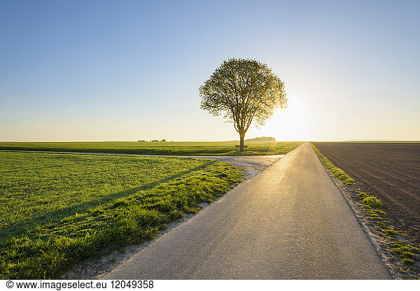 Country Road with Lime Tree and Morning Sun in Spring  Ochsenfurt  Franconia  Bavaria  Germany