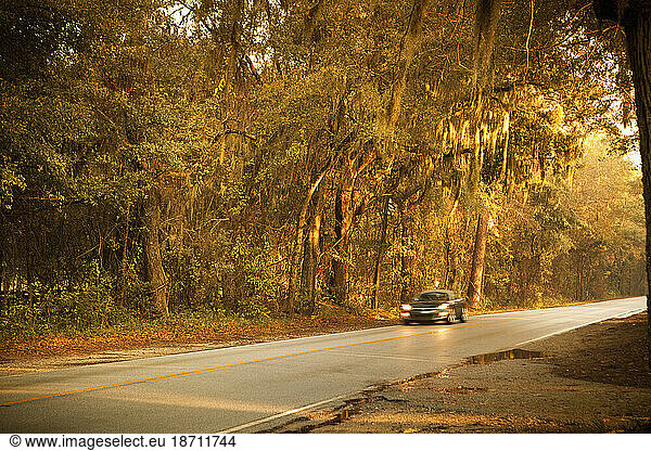 Country road with spanish moss