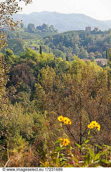 Countryside near the village of Rolle in the Treviso district