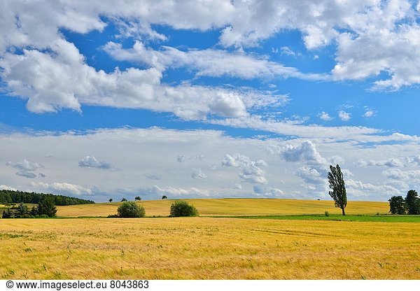 Countryside with Grainfield in the Summer  Thundorf  Franconia  Bavaria  Germany.