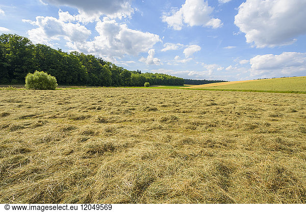 Countryside with mown hay meadow in summer at Guentersleben in Bavaria  Germany