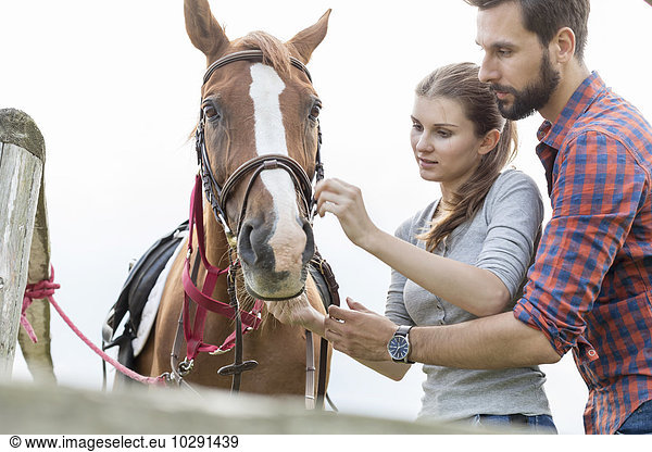 Couple adjusting bridle on horse