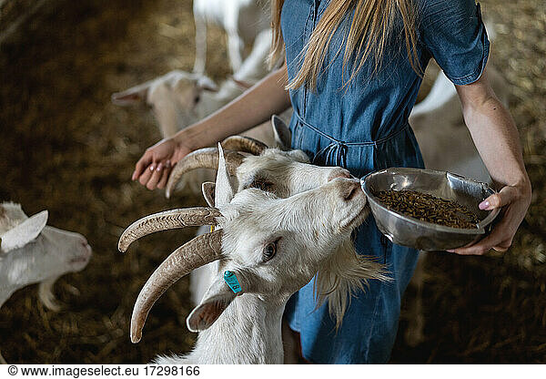 Couple feeding goats on the farm  view of many goat heads  farming  ec