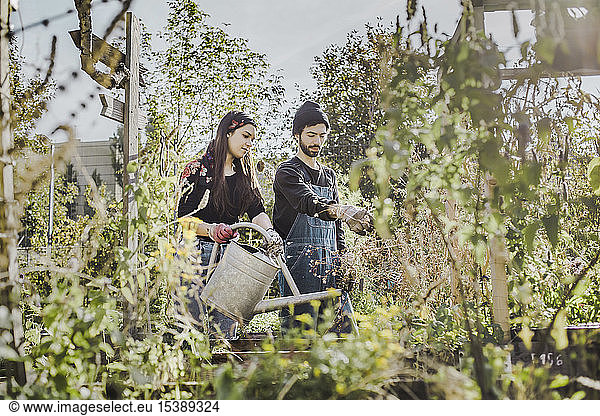 Couple gardening in urban garden together