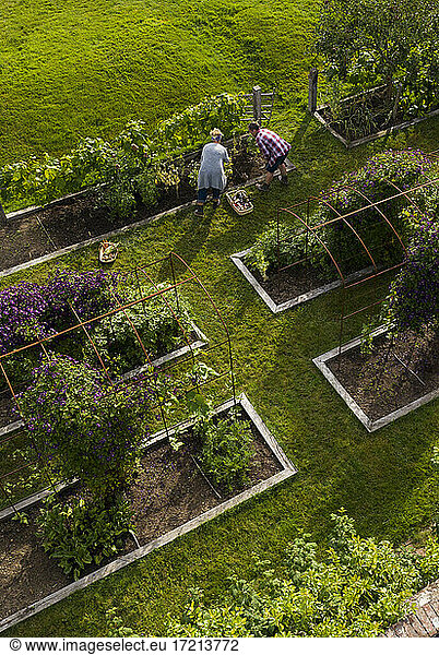 Couple harvesting vegetables in lush garden with raised beds