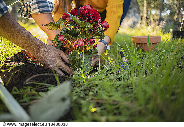 Couple planting flower in natural garden