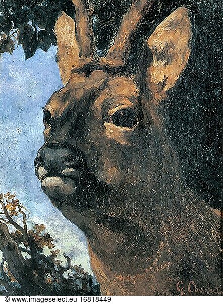 Courbet Gustave - Kopf eines Rehs - Französische Schule - 19. Jahrhundert.