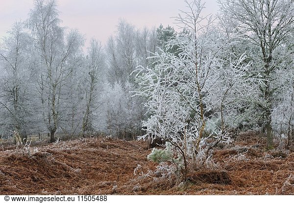 Covered in frost birch trees in a clearing covered by fern in the Forest of Rambouillet  Haute Vallee de Chevreuse Regional Natural Park  Yvelines department  Ile de France region  France  Europe.