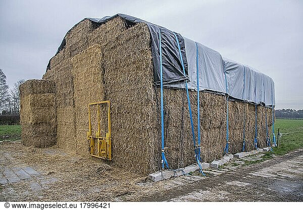 Covered straw stack with large bales  Cheshire  England  United Kingdom  Europe