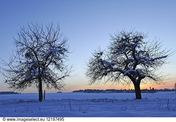 Covered with snow apple trees at dusk  department of Eure-et-Loir  Centre-Val-de-Loire region  France  Europe.