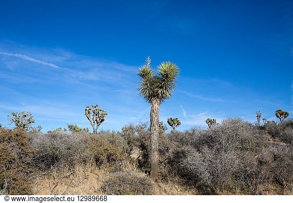 Covington Flats Wilderness in Joshua Tree National Park has an abundance of the iconic trees but they are vanishing because of climate change.