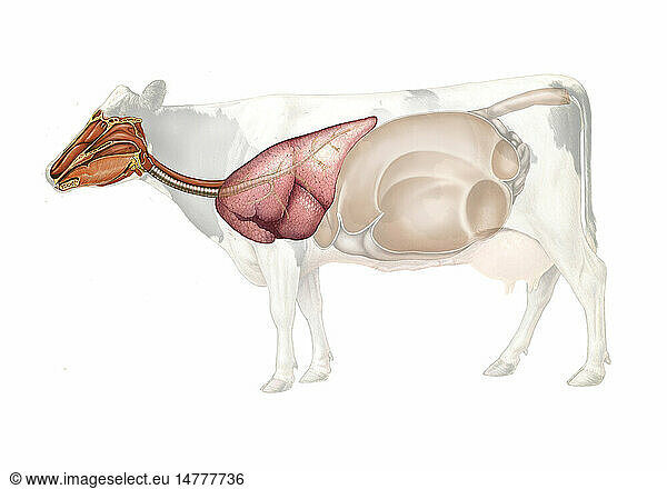 Cow anatomy drawing