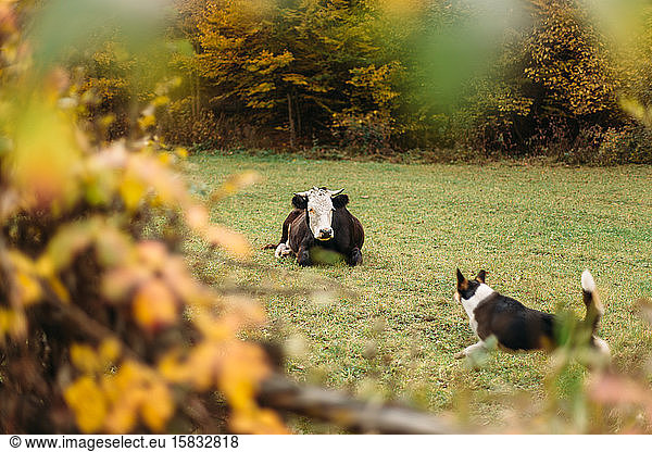 Cow and dog on pasture. Autumn forest background