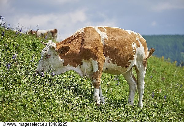 Cow (Bos primigenius taurus) grazing on a alpine pasture  Ã–sterreich