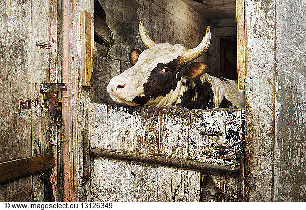 Cow in shed