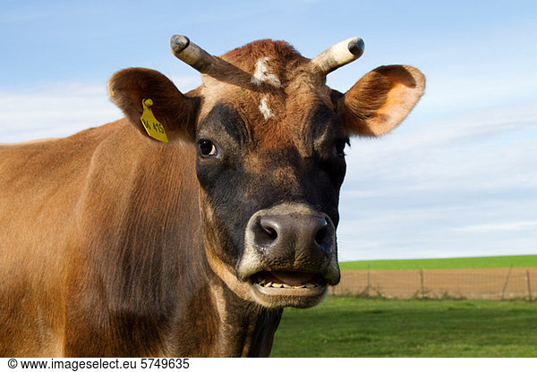 Cow looking at camera