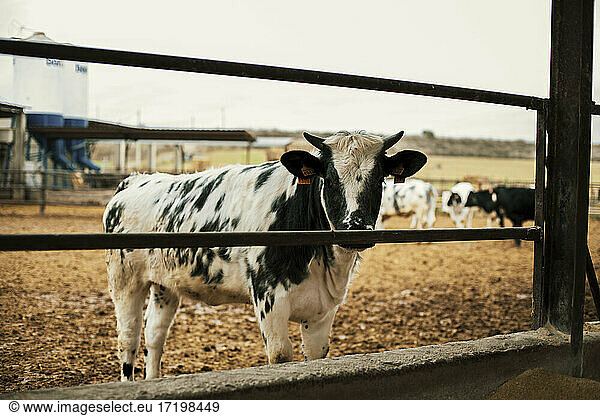 Cow looking through fence at ranch