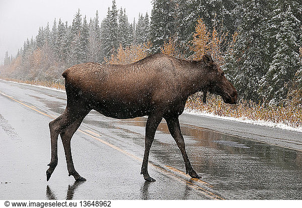 Cow moose (Alces alces) crossing a wet  icy highway in the first snows of the winter season. Alaska Hwy  Alaska.