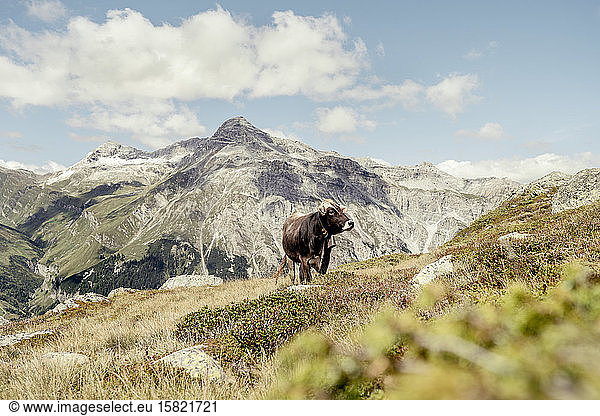 Cow on an Alpine meadow  Graubuenden  Switzerland
