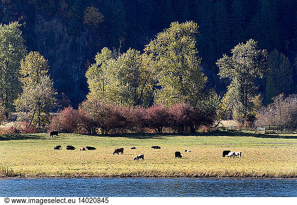Cow pasture