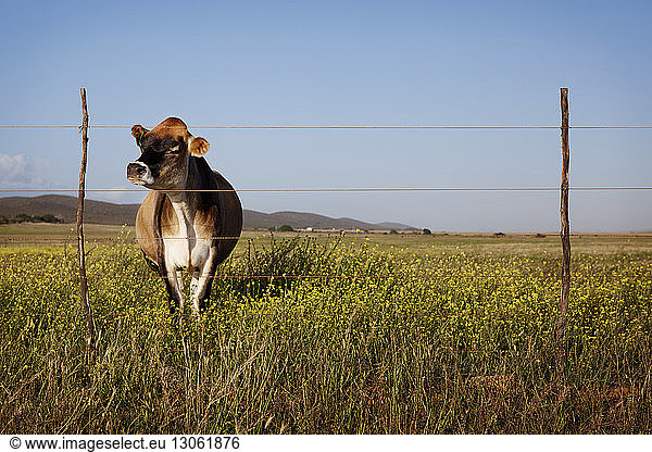 Cow standing on field against clear sky