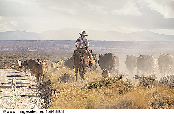 Cowboys raschelnde Rinder auf einem staubigen Abschnitt der Wüste von Utah