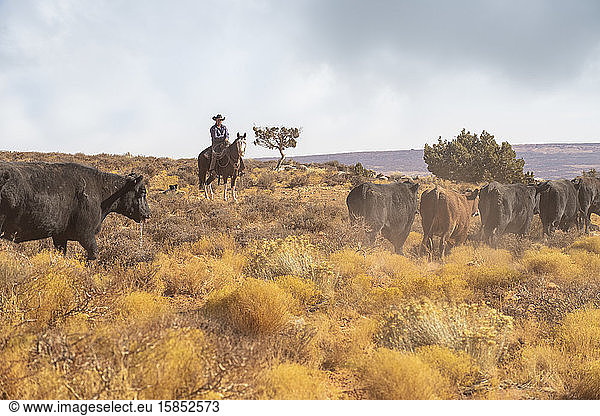 Cowboys raschelnde Rinder auf einem staubigen Abschnitt der Wüste von Utah