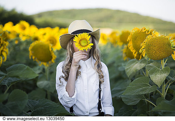 Cowgirl hiding face with sunflower while standing on field