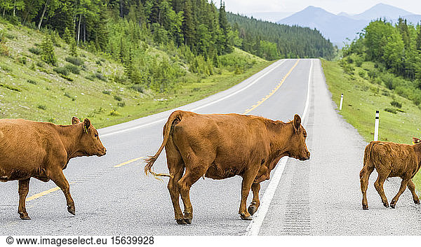 Cows crossing a highway  Kananaskis Improvement District; Alberta  Canada