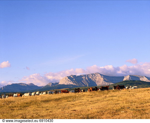 Cows Grazing Clark Range/ Foothills Alberta Canada