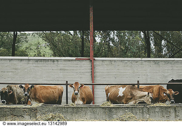 Cows in dairy farm