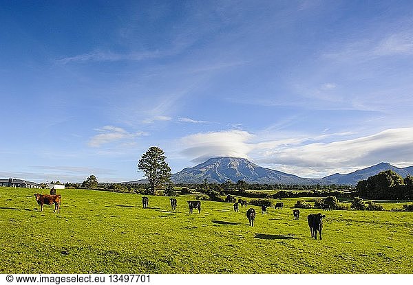 Cows on the pasture  in the back Mount Taranaki  North Island  New Zealand  Oceania