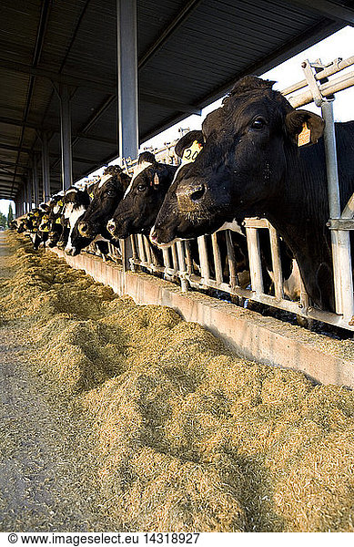 Cows  Pezzaviva farm  Torre Santa Susanna  Puglia  Italy