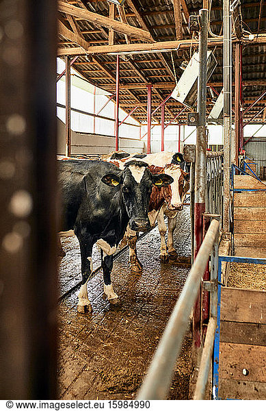 Cows standing in dairy farm