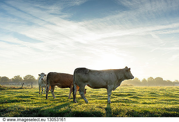 Cows standing in field in early morning sunlight  Netherlands
