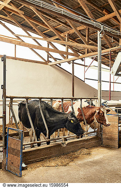 Cows standing in pen at dairy farm