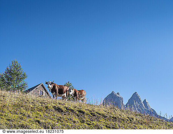 Cows standing on grass under blue sky at Vanoise national park  France