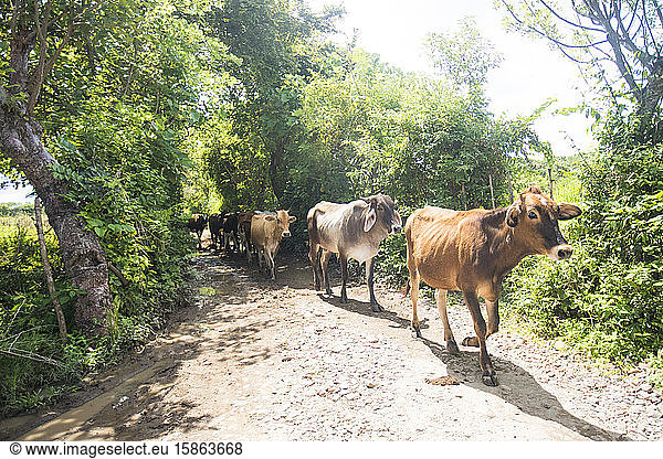 Cows walk in a row along dirt road in rural Guatemala.