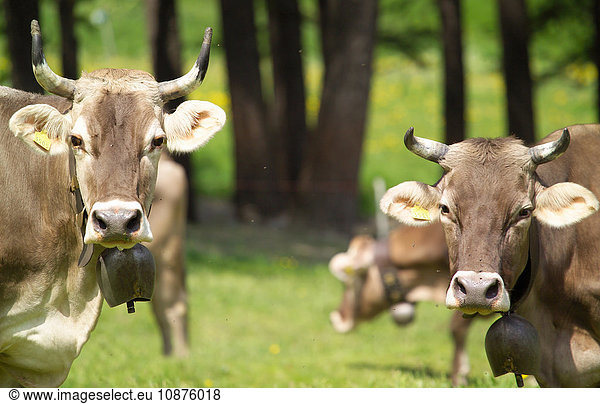 Cows wearing cow bells looking at camera  Swiss Alps  Switzerland