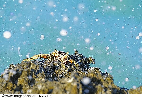 Crab (Grapsus albolineatus)  holds onto a sharp cliff. Zanzibar  Tanzania  Africa