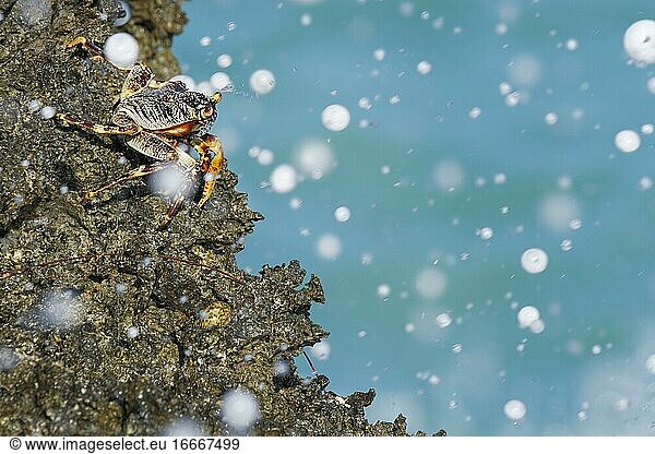Crab (Grapsus albolineatus)  sits on the edge of a cliff. Zanzibar  Tanzania  Africa